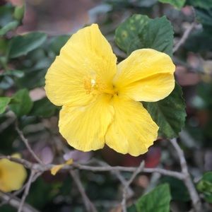 Meet your Posher, Rose🌹